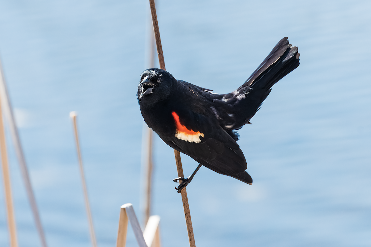 Red-winged Blackbird - ML617336148