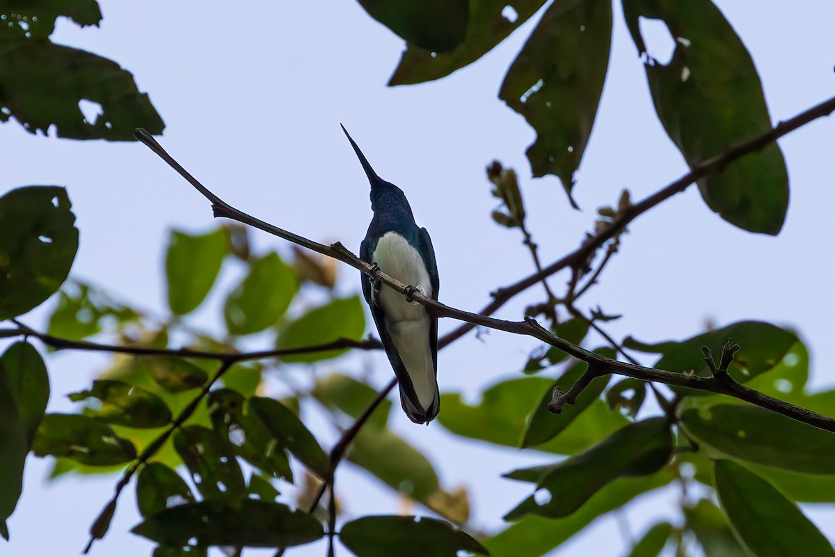 kolibřík bělokrký - ML617336158