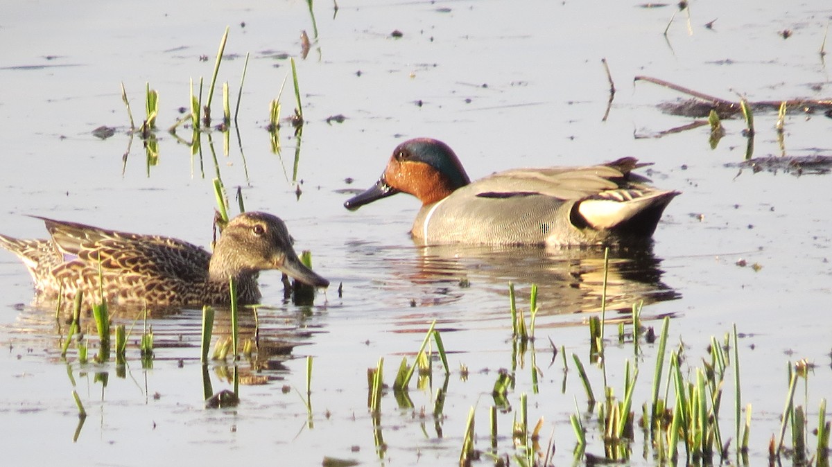 Green-winged Teal - ML617336264