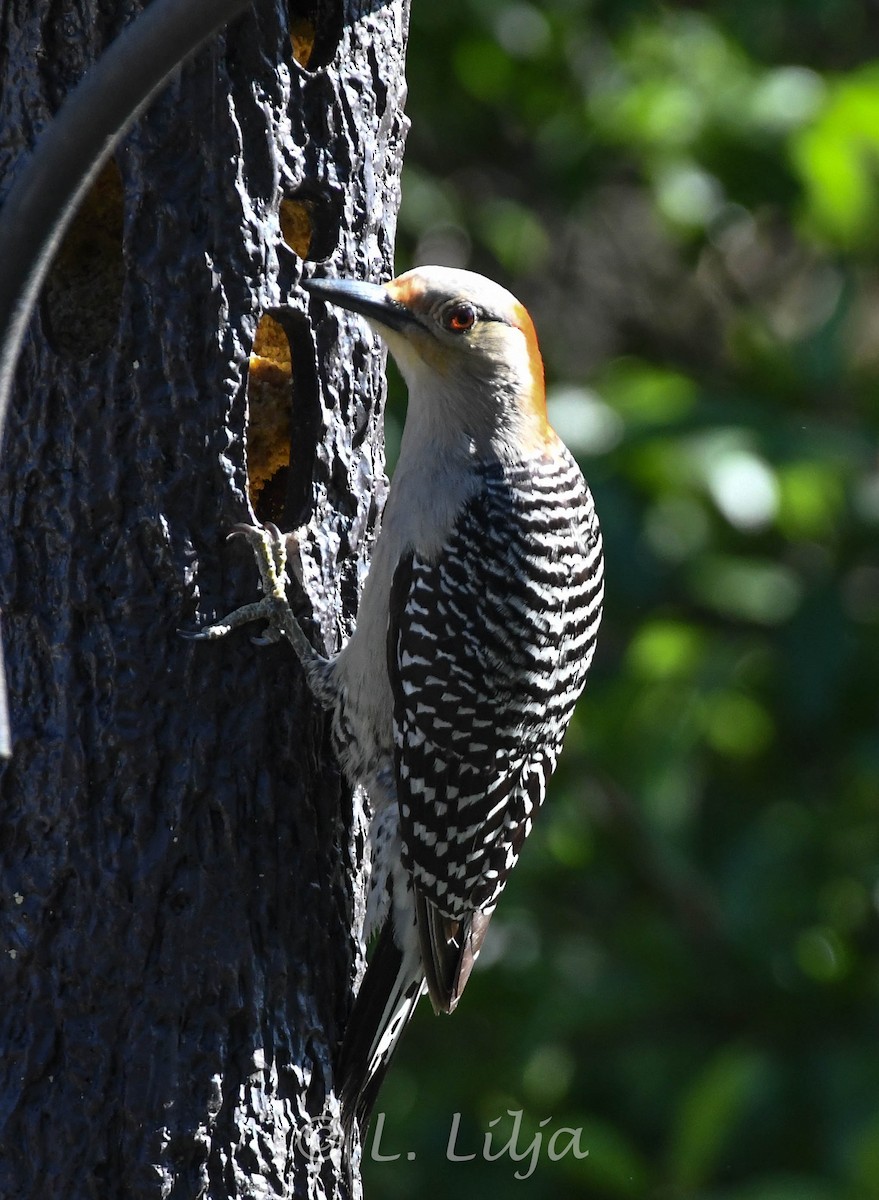 Red-bellied Woodpecker - Lorri Lilja
