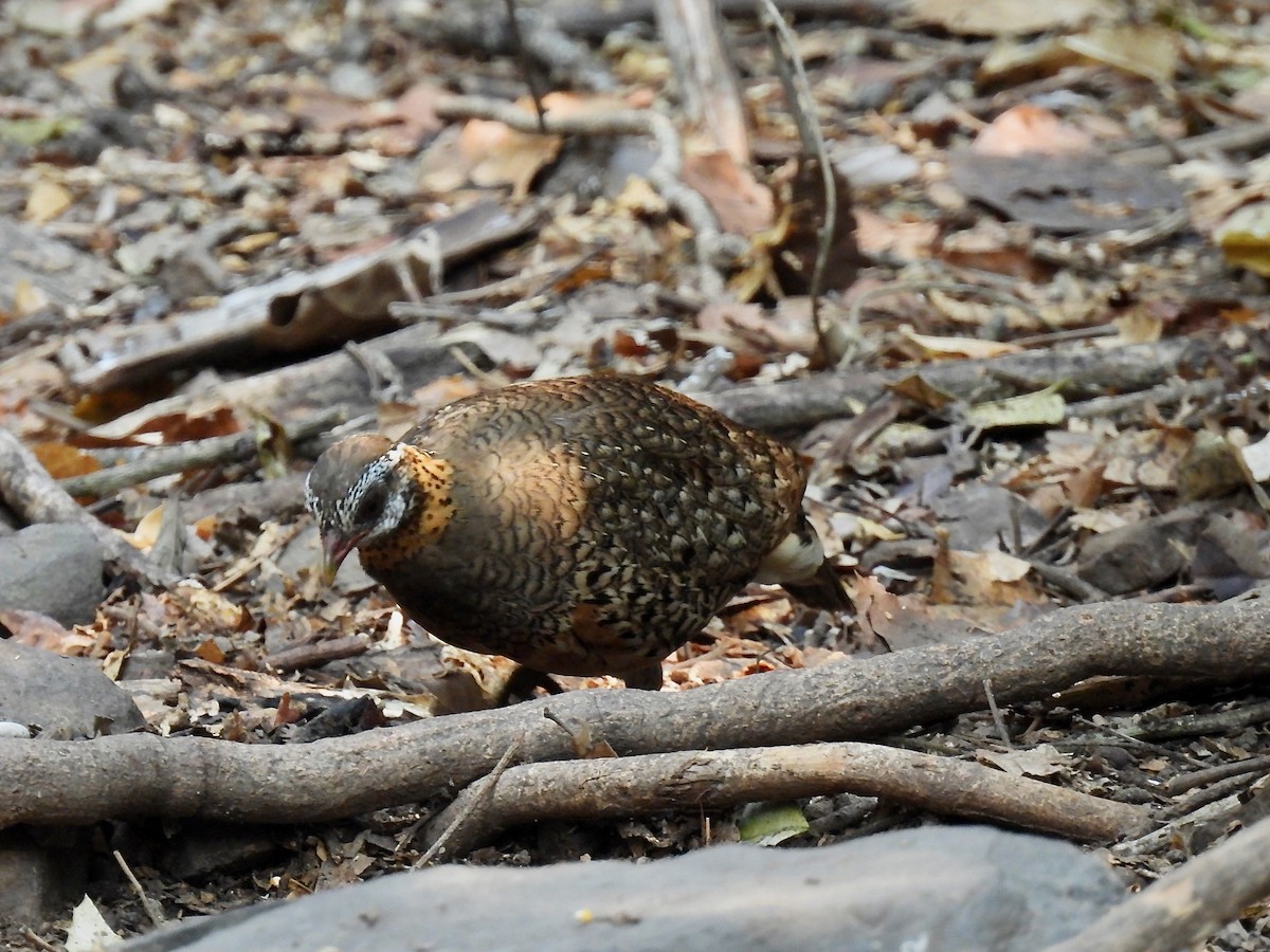 Scaly-breasted Partridge - ML617336437