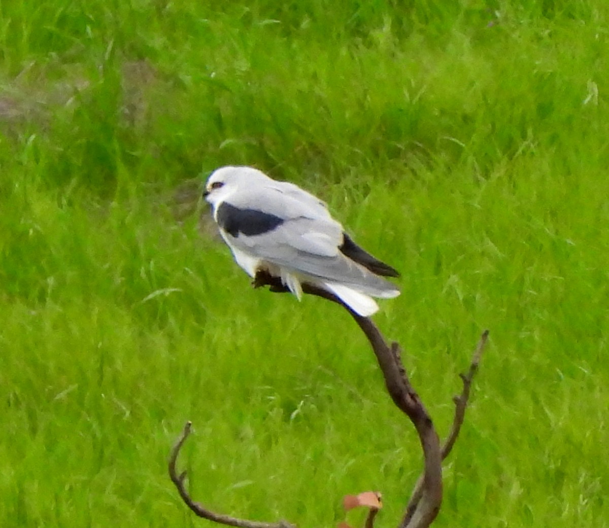 White-tailed Kite - ML617336486