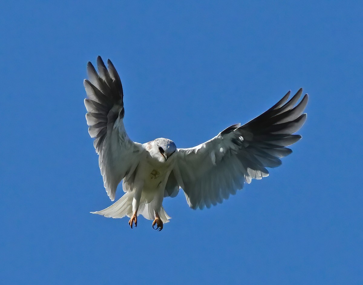 White-tailed Kite - ML617336490