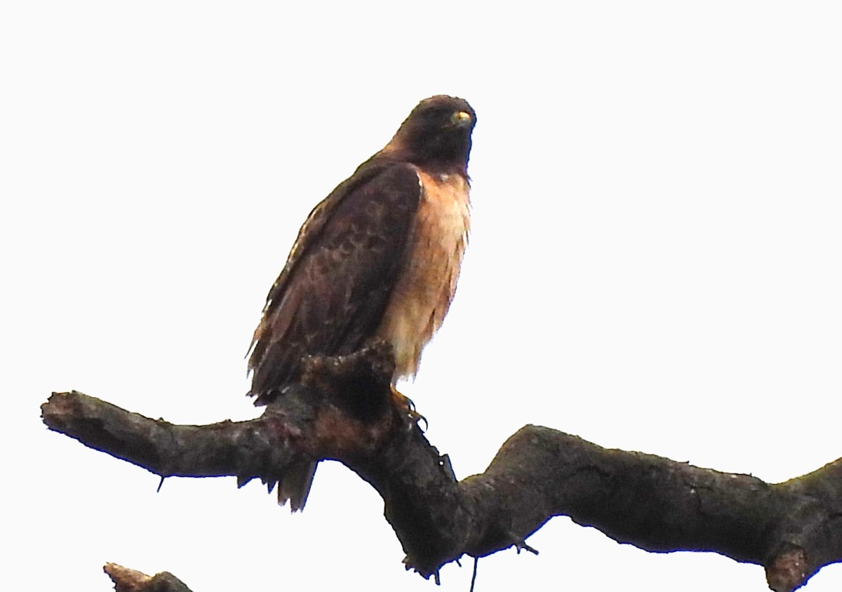 Red-tailed Hawk - ML617336494