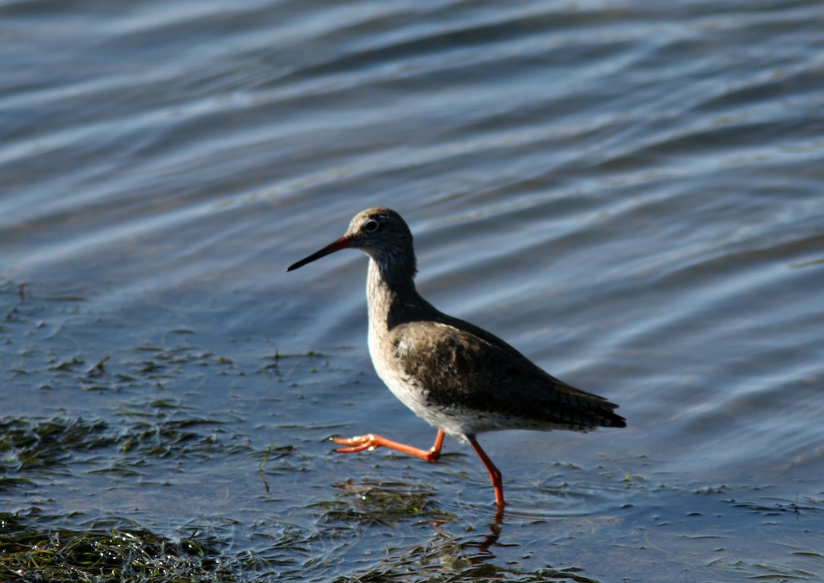 Common Redshank - Real Gauthier