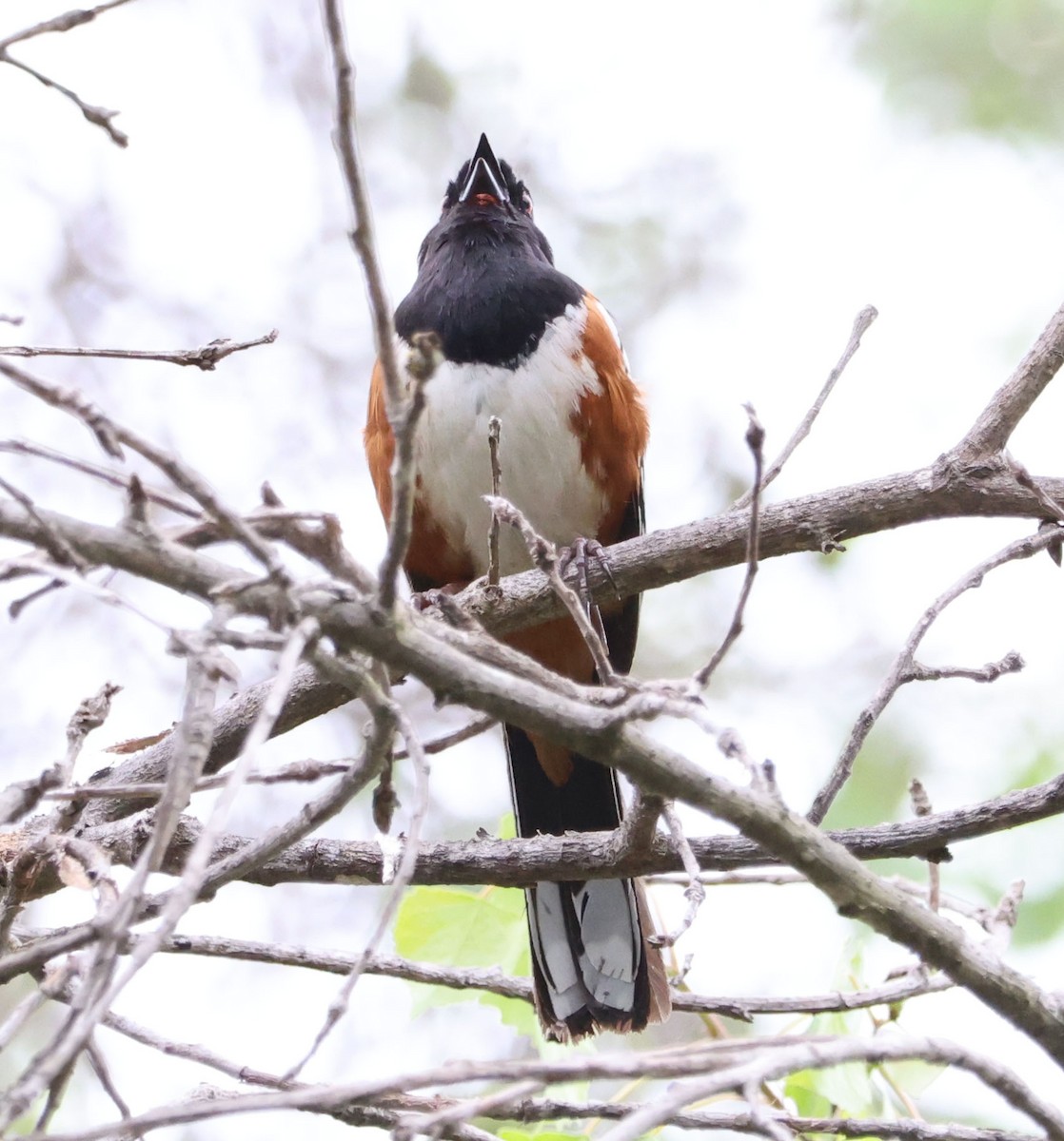 Spotted Towhee - ML617336603