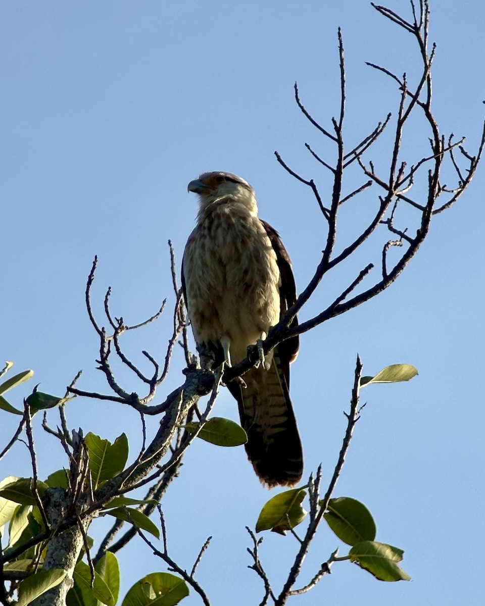 EBird Checklist 13 Apr 2024 Oleta River SP 7 Species