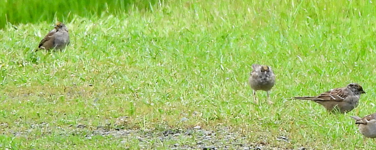 Golden-crowned Sparrow - ML617336617