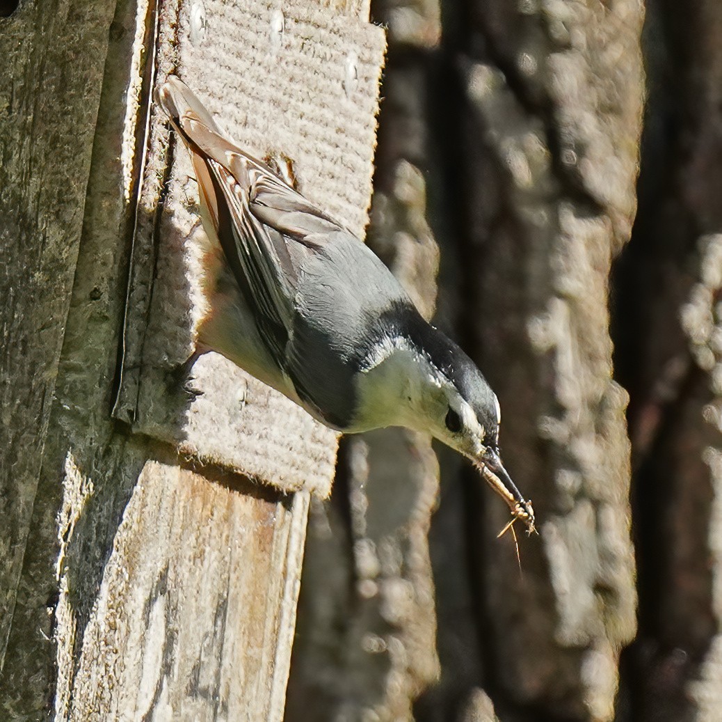White-breasted Nuthatch - Barbara Leary