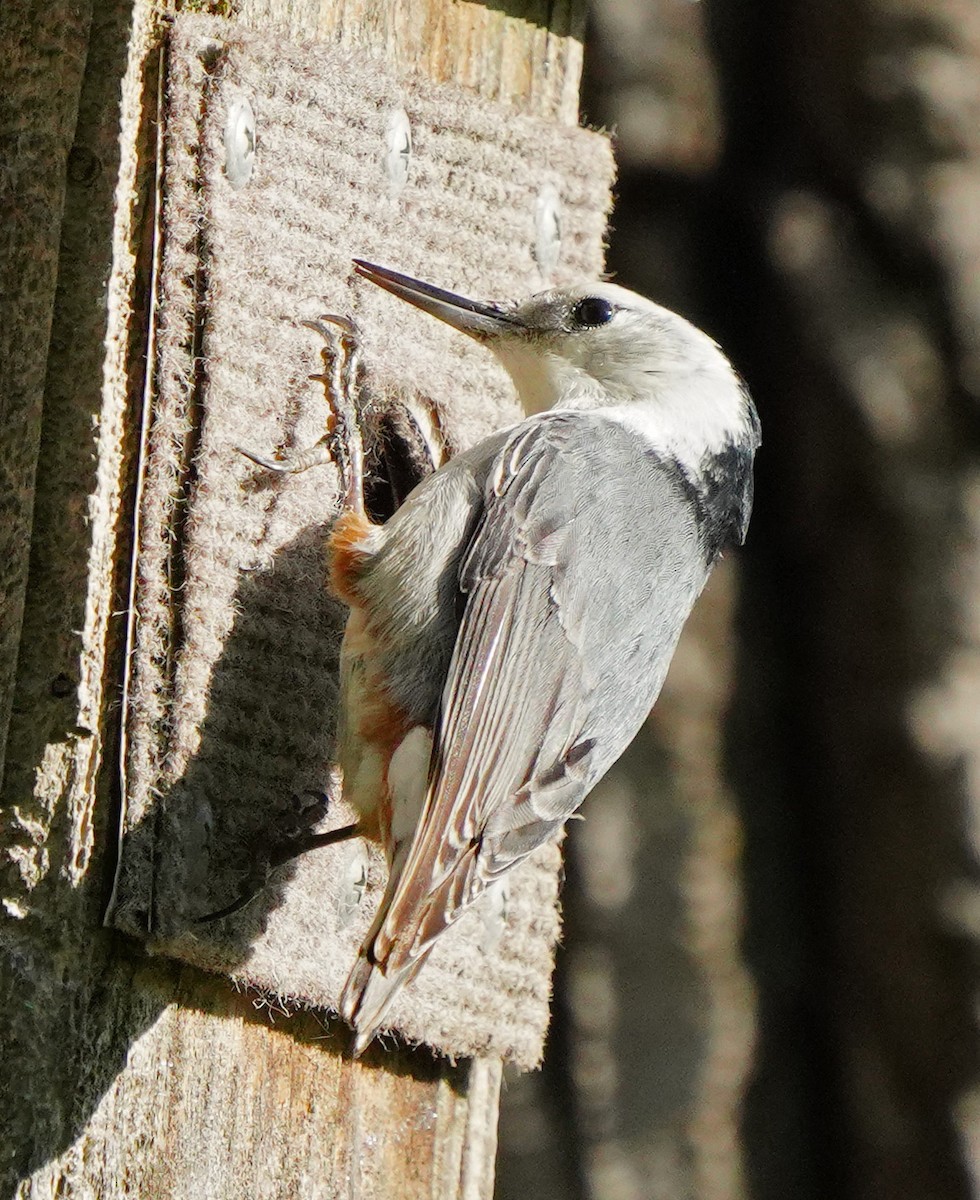 White-breasted Nuthatch - ML617336633