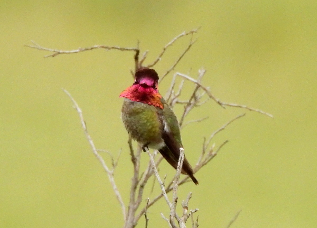 Anna's Hummingbird - ML617336640