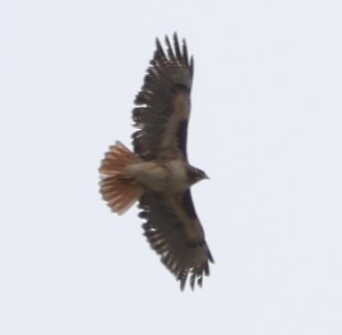 Red-tailed Hawk - ML617336641
