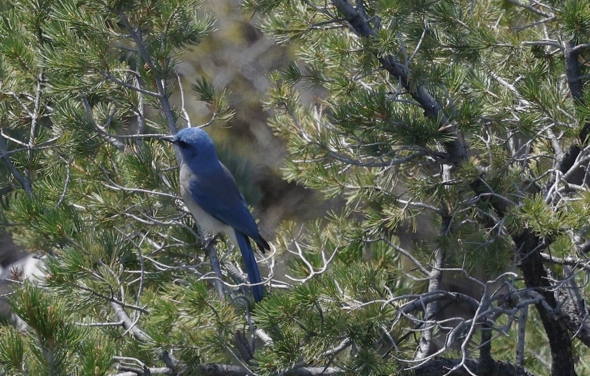 Mexican Jay - ML617336686