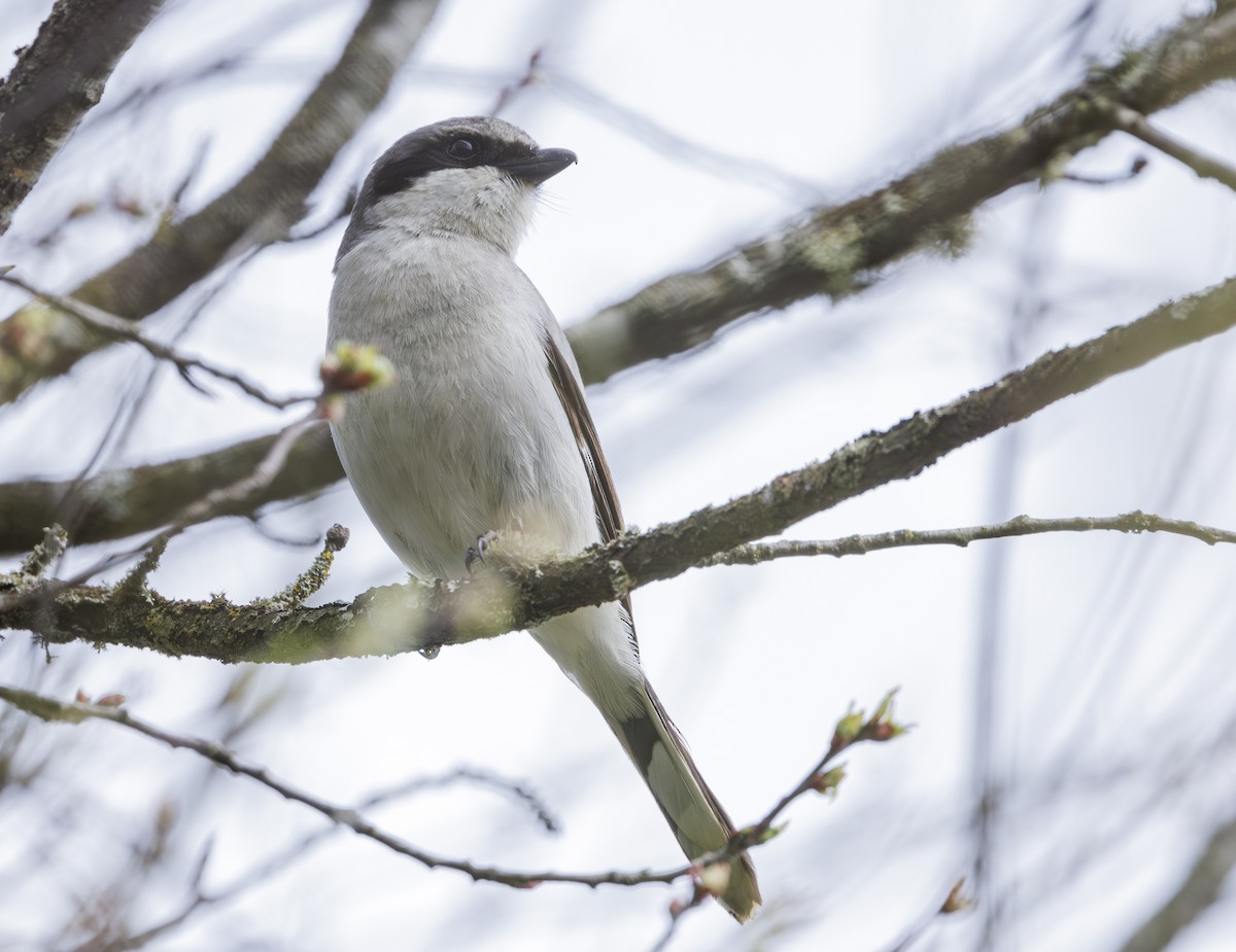 eBird Checklist - 13 Apr 2024 - Marymoor Park - 16 species (+1 other taxa)