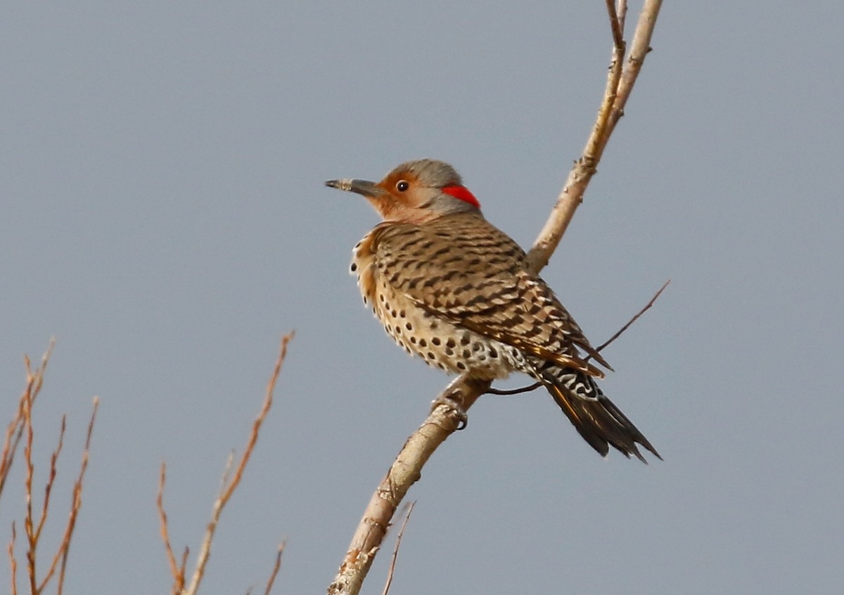 Northern Flicker (Yellow-shafted) - ML617336726