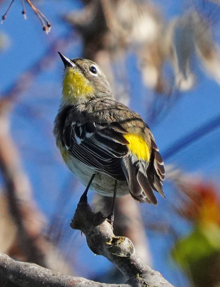 Yellow-rumped Warbler (Audubon's) - Barbara Leary