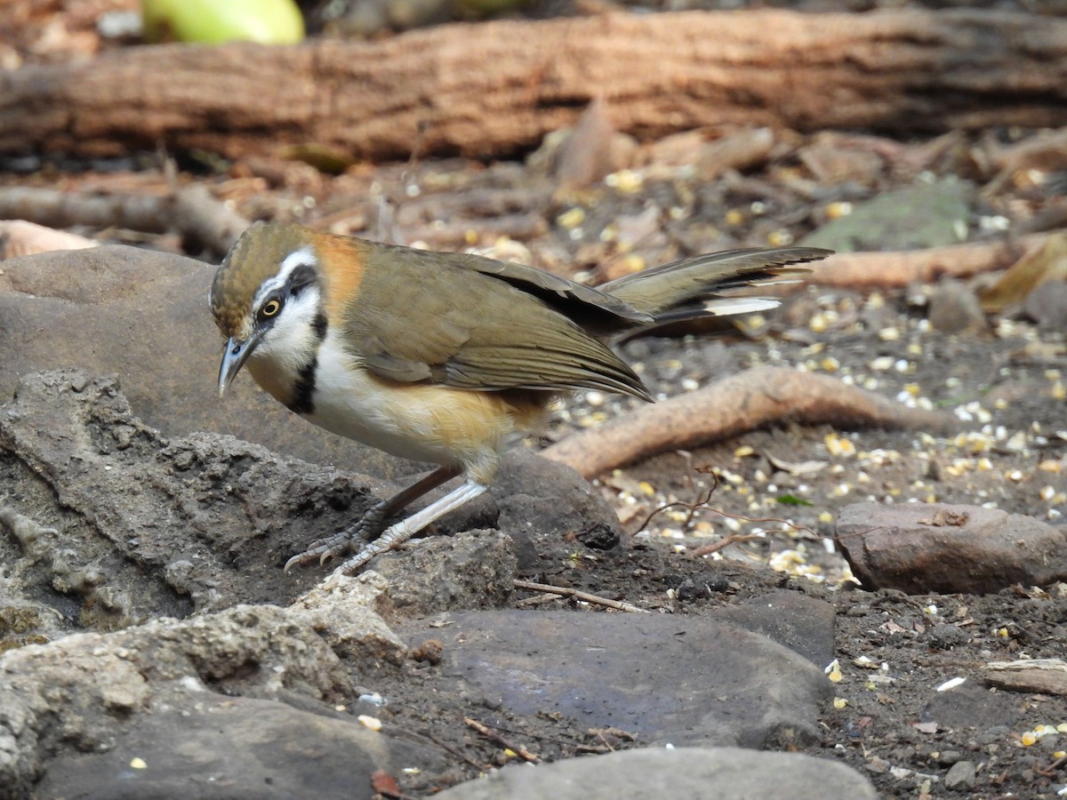 Lesser Necklaced Laughingthrush - ML617336826