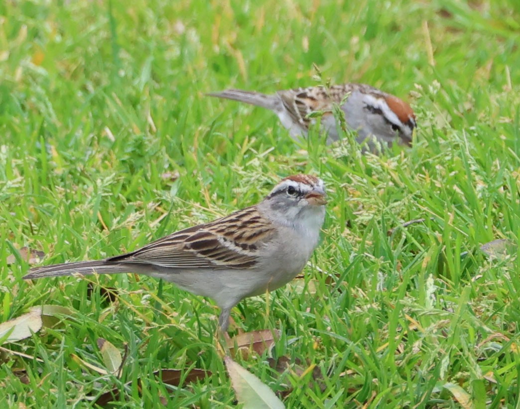 Chipping Sparrow - ML617336829