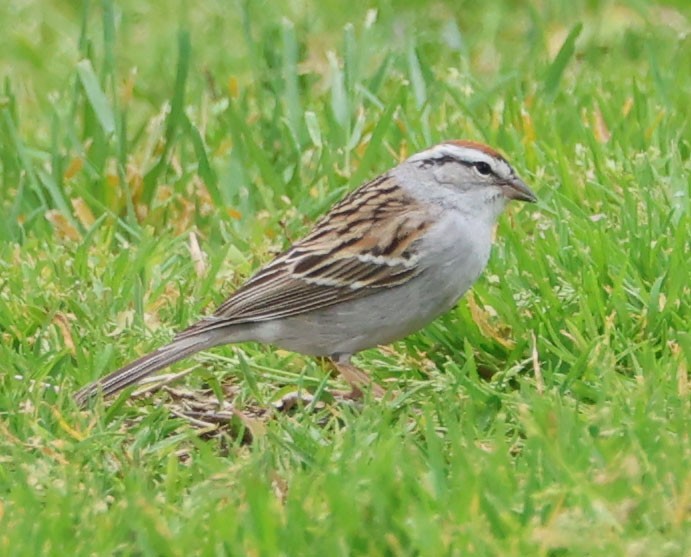 Chipping Sparrow - ML617336830