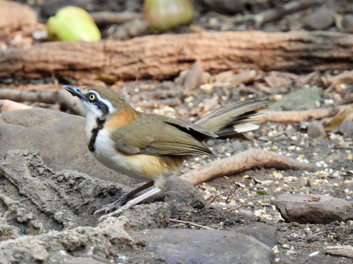 Lesser Necklaced Laughingthrush - ML617336835