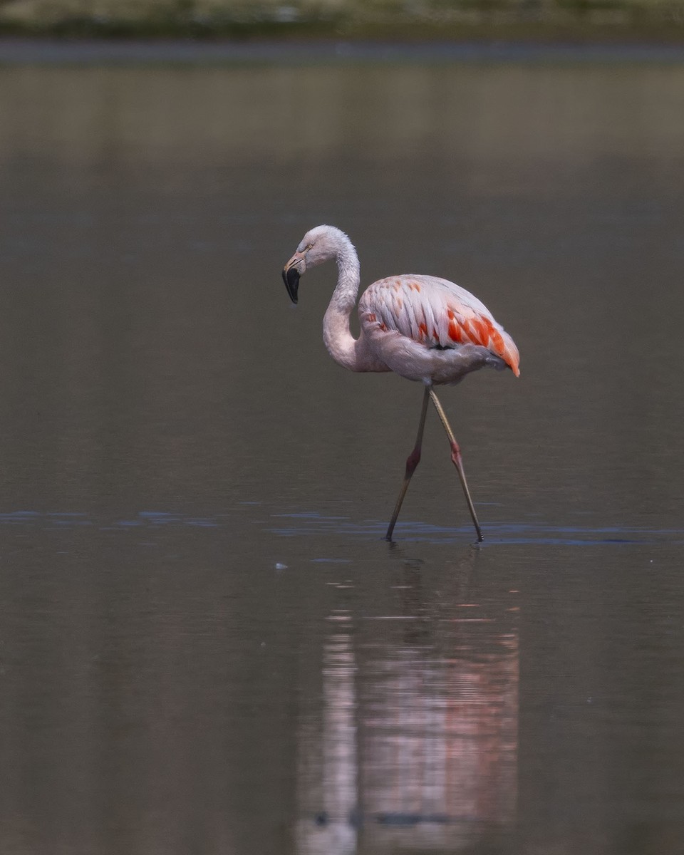 Chilean Flamingo - ML617336875
