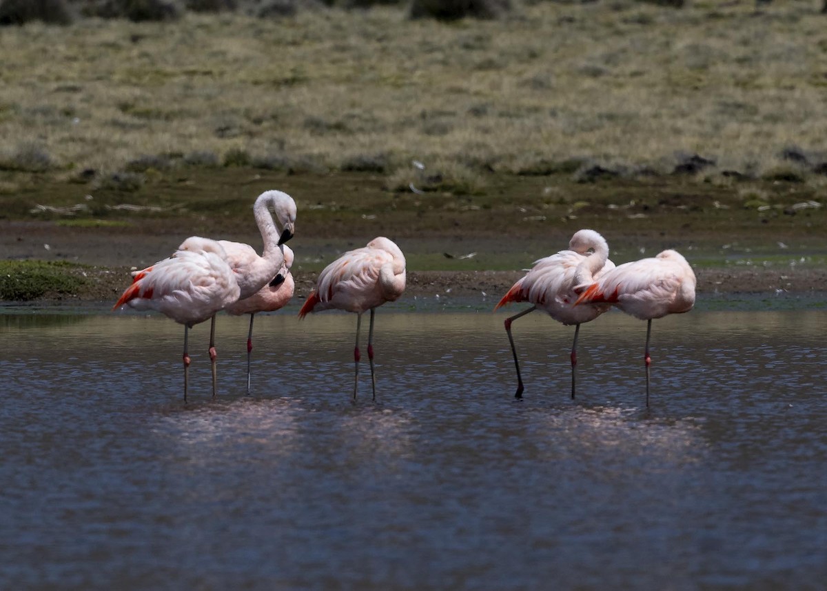 Şili Flamingosu - ML617336876