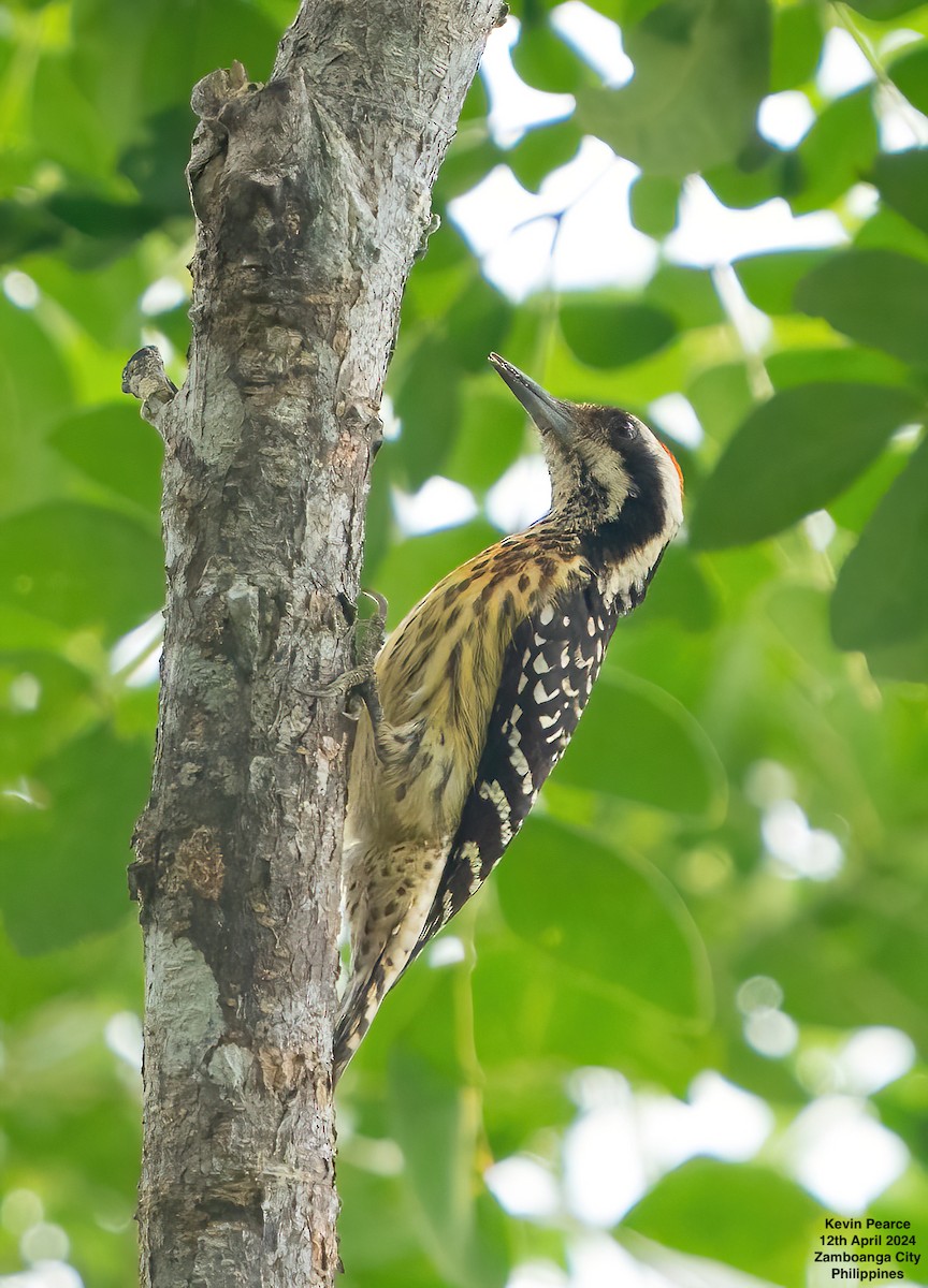 Philippine Pygmy Woodpecker - ML617336915