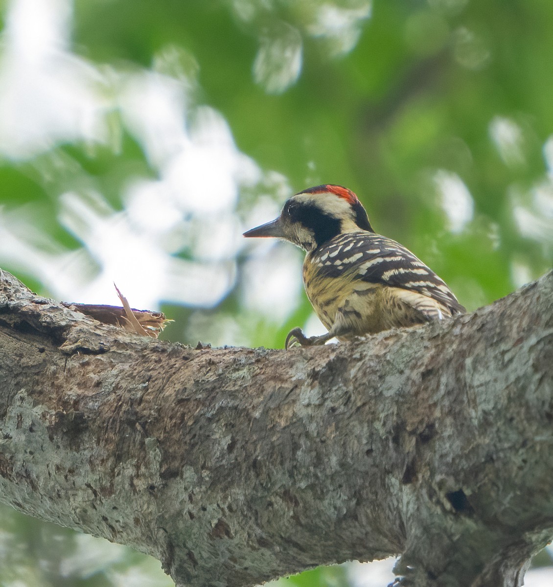 Philippine Pygmy Woodpecker - ML617336916