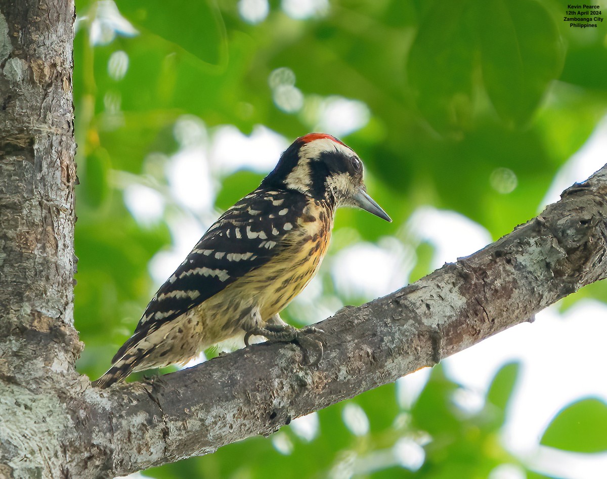 Philippine Pygmy Woodpecker - ML617336917