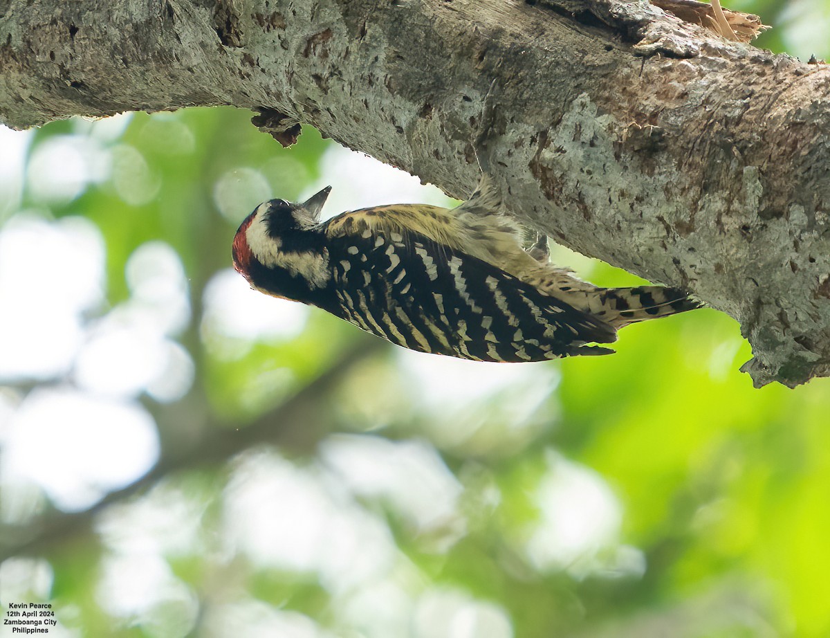 Philippine Pygmy Woodpecker - ML617336918