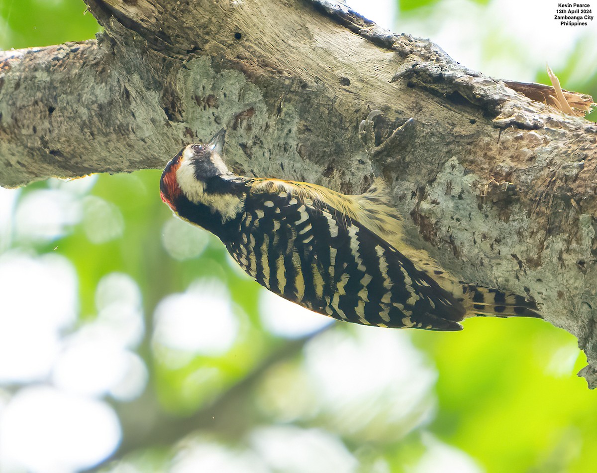 Philippine Pygmy Woodpecker - ML617336919