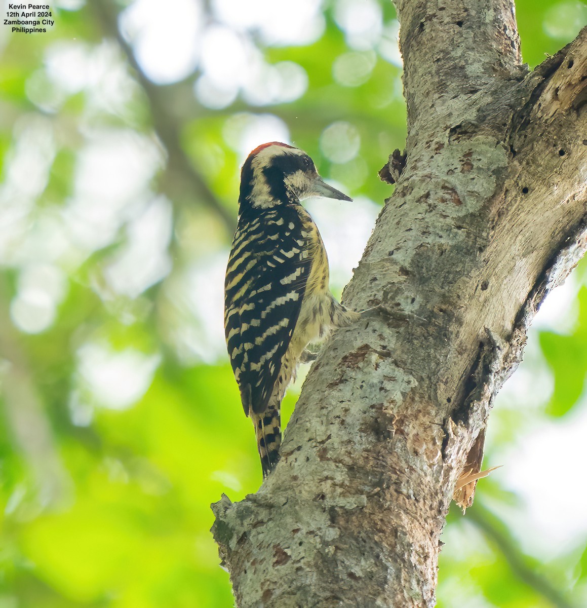Philippine Pygmy Woodpecker - ML617336920