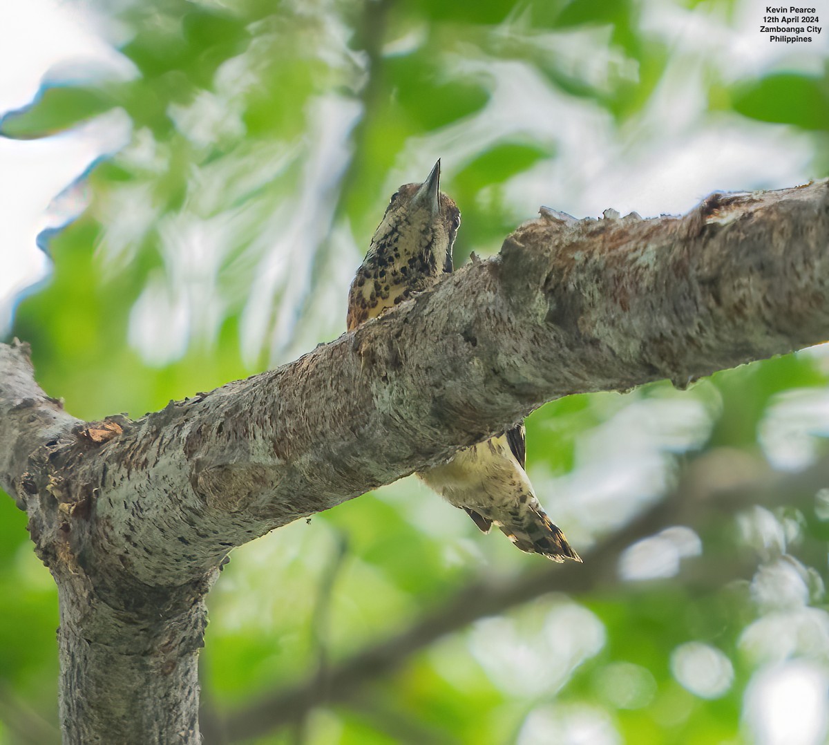 Philippine Pygmy Woodpecker - ML617336921