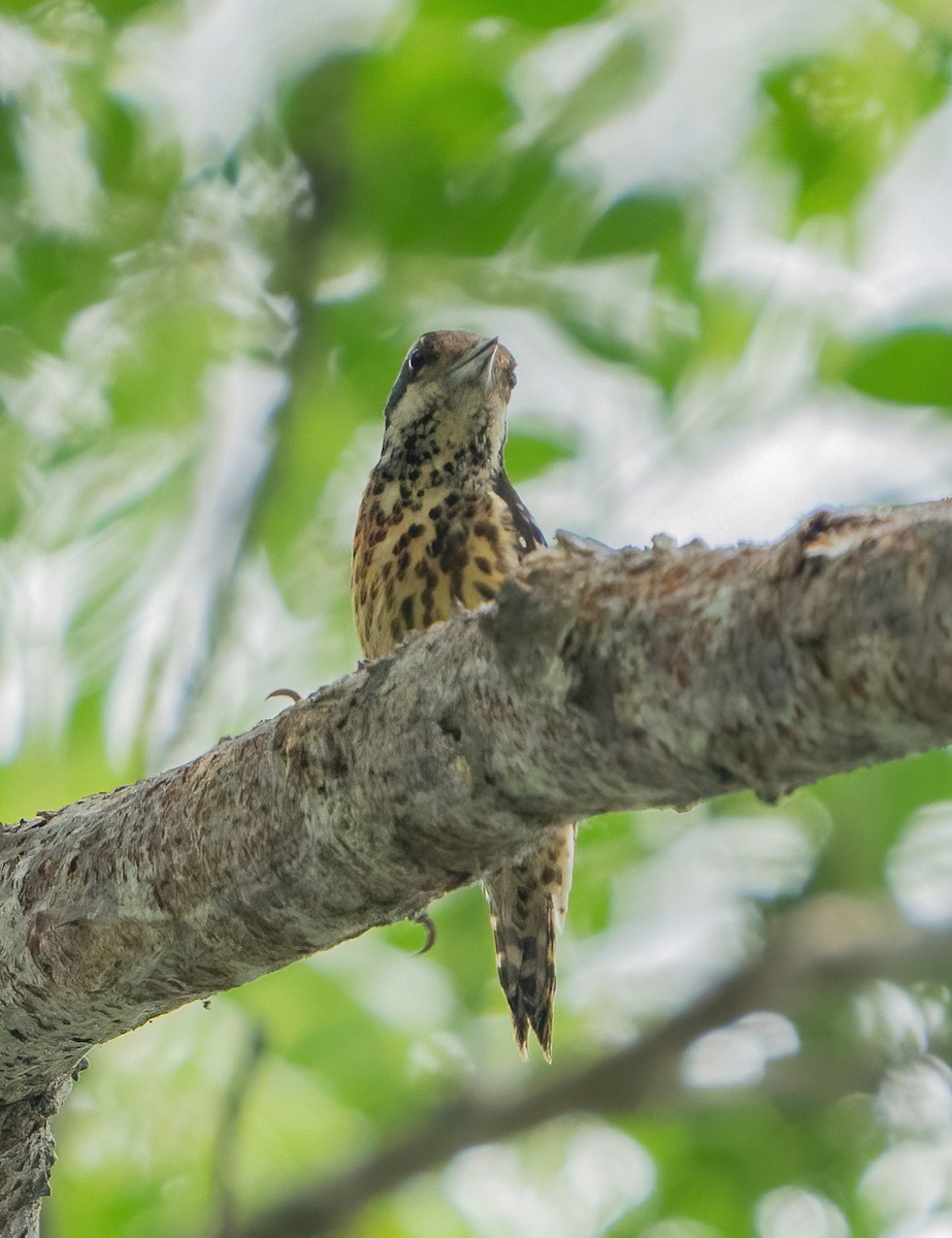 Philippine Pygmy Woodpecker - ML617336922