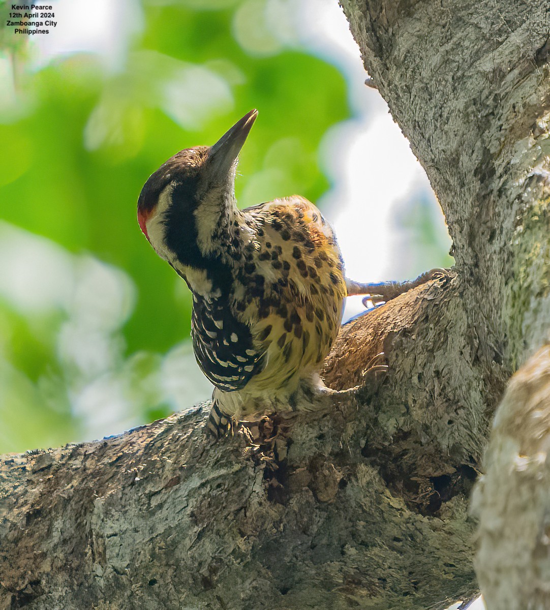 Philippine Pygmy Woodpecker - ML617336923