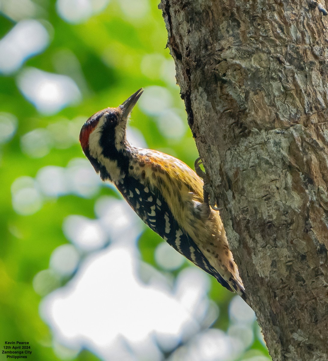 Philippine Pygmy Woodpecker - ML617336924