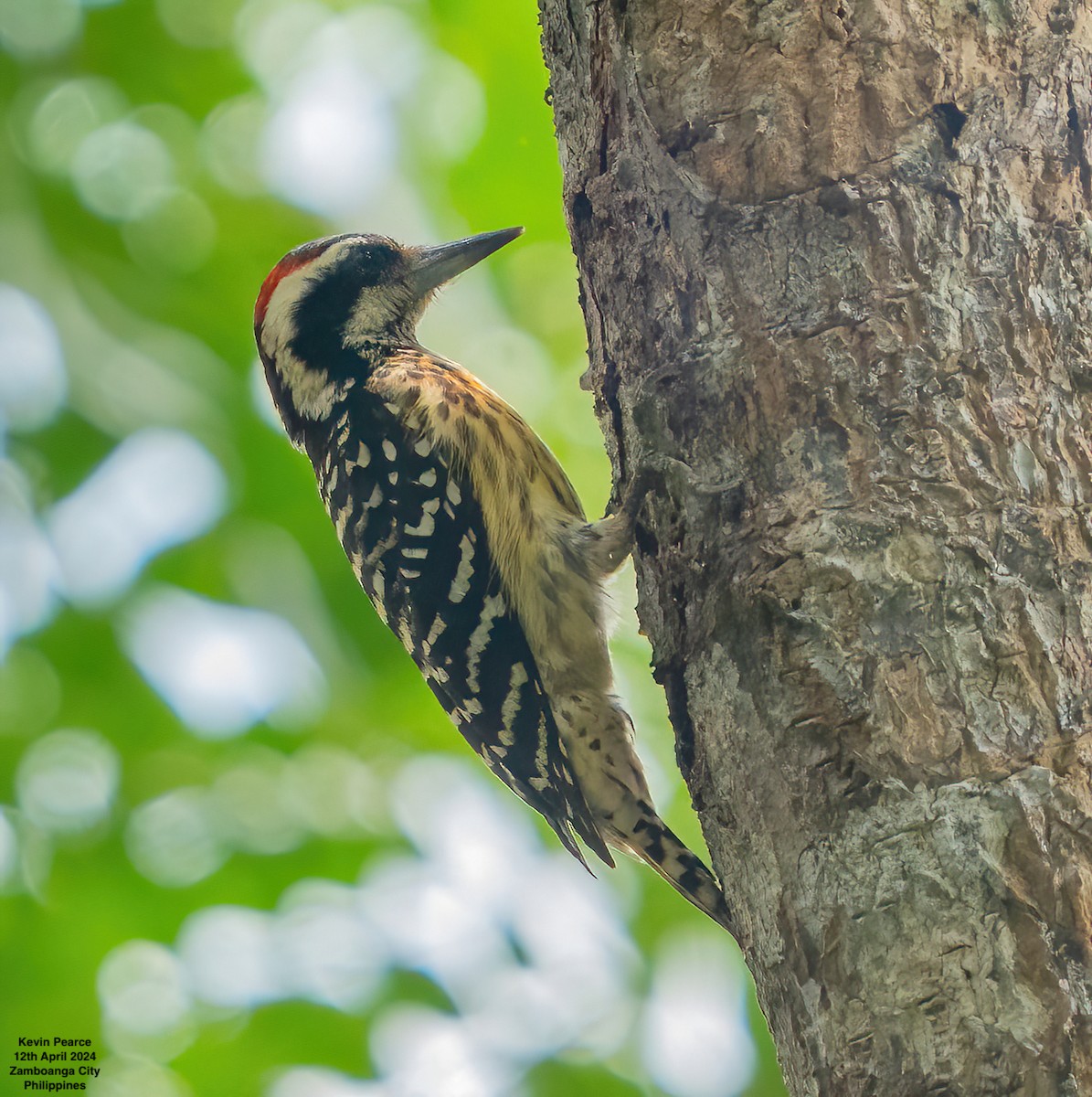 Philippine Pygmy Woodpecker - ML617336925