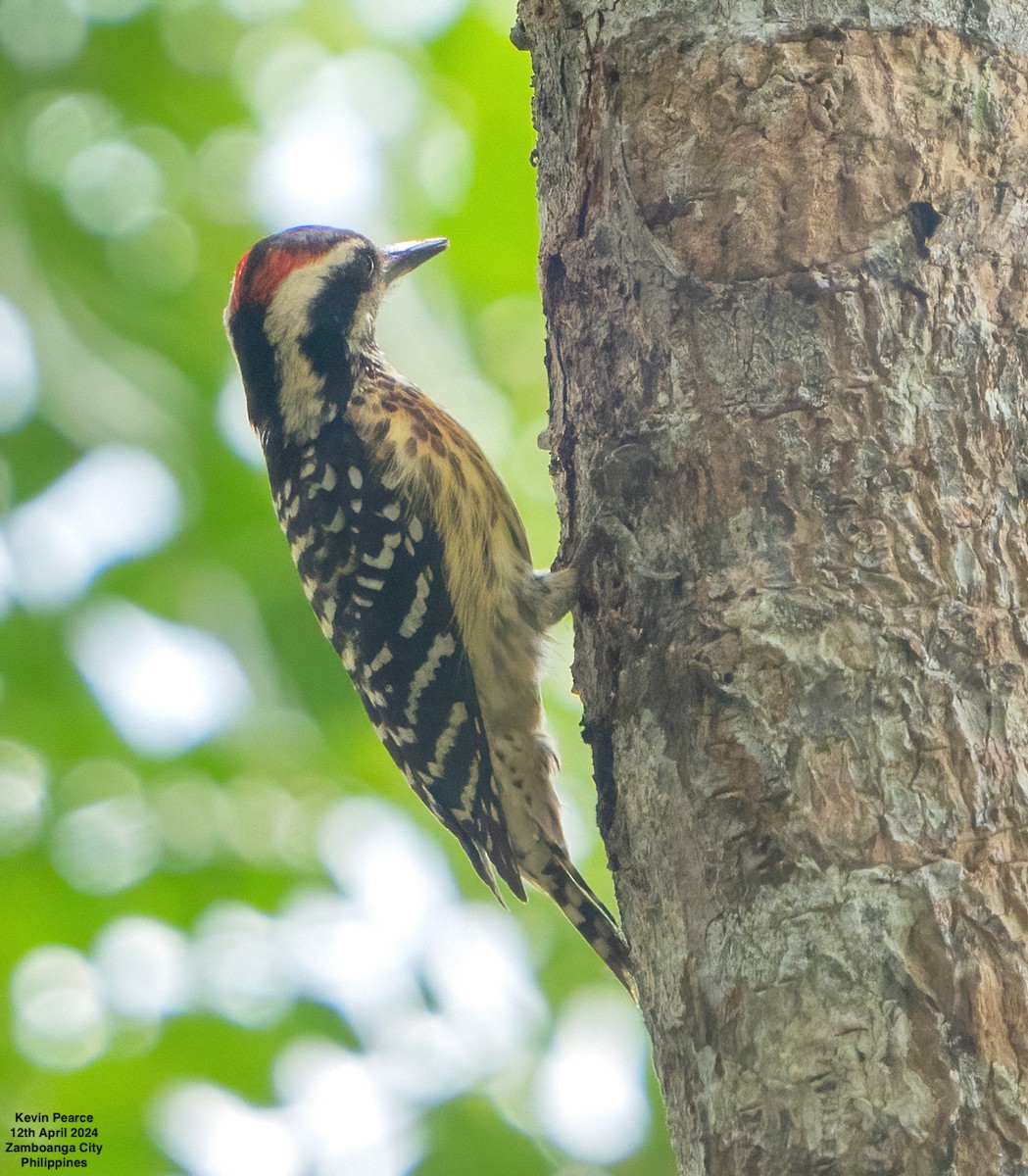 Philippine Pygmy Woodpecker - ML617336927