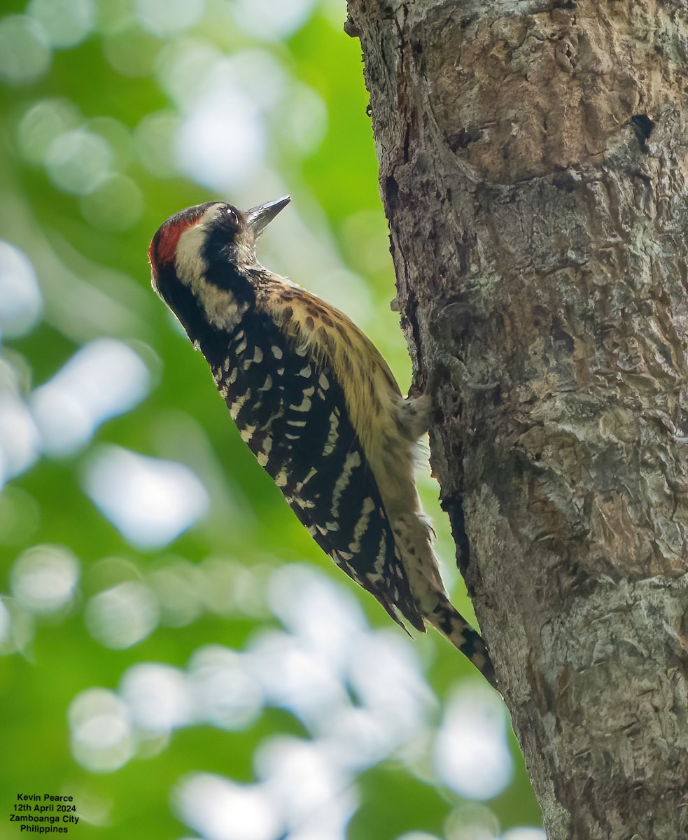 Philippine Pygmy Woodpecker - ML617336928