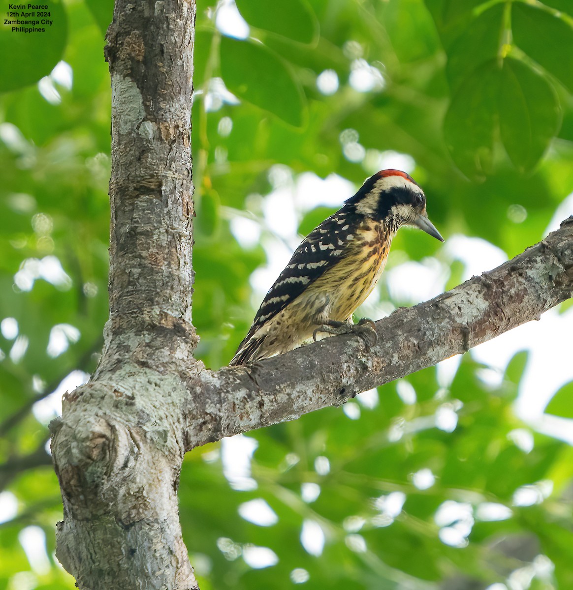 Philippine Pygmy Woodpecker - ML617336931