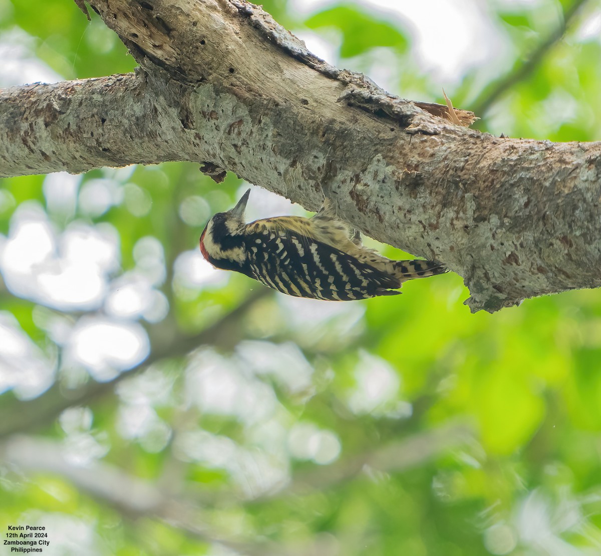 Philippine Pygmy Woodpecker - ML617336932