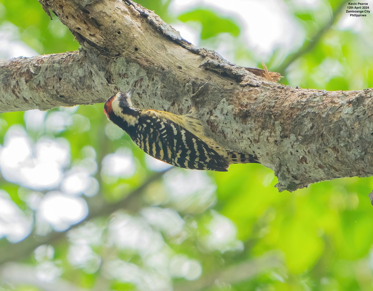 Philippine Pygmy Woodpecker - ML617336933