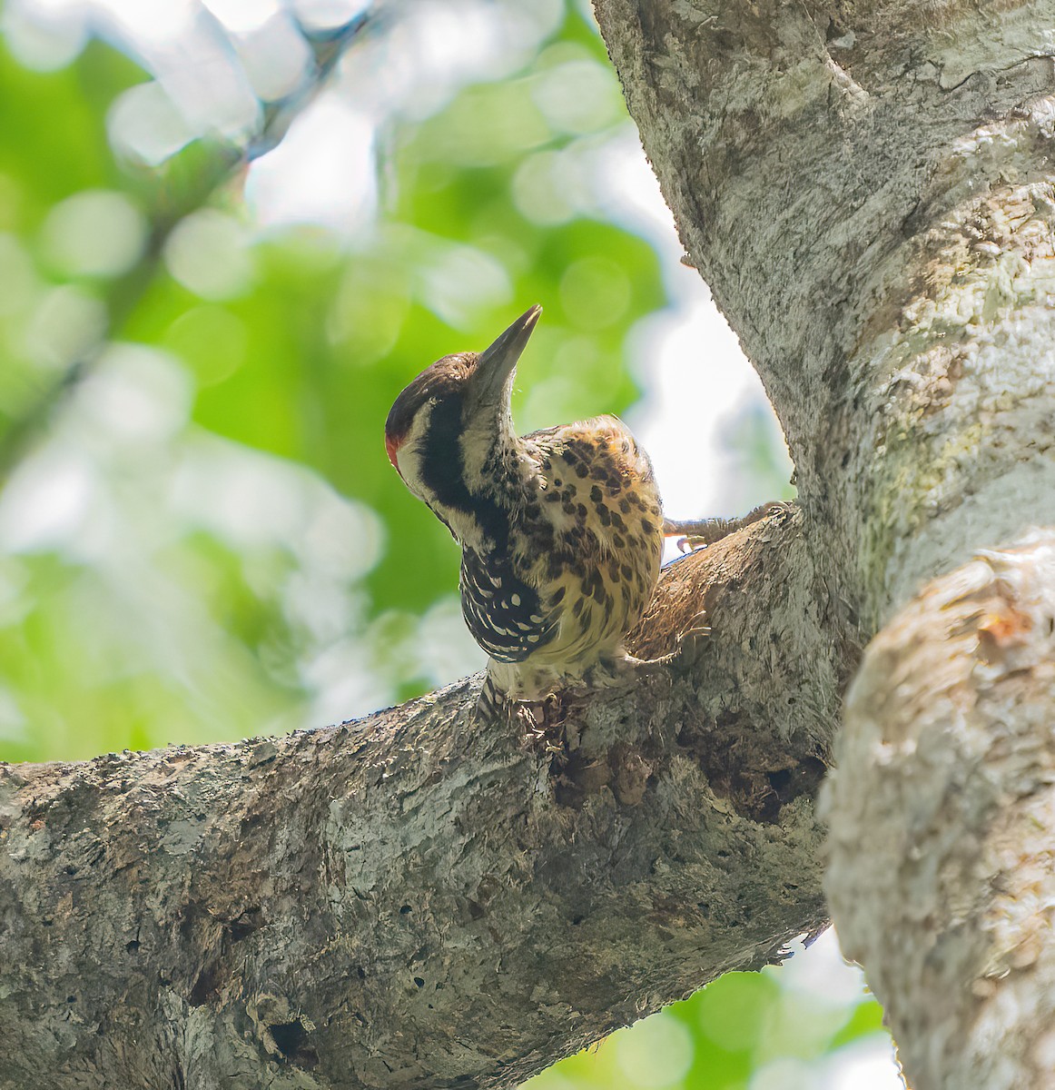Philippine Pygmy Woodpecker - ML617336934