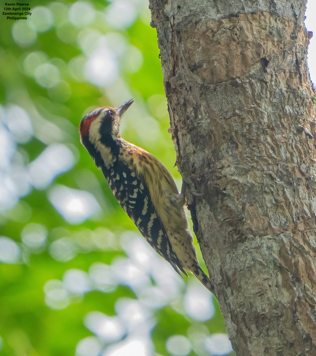 Philippine Pygmy Woodpecker - ML617336935
