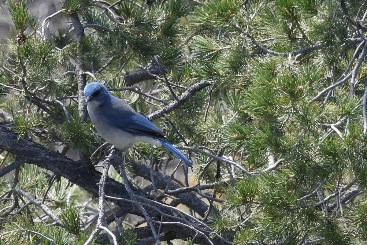 Mexican Jay - ML617336943