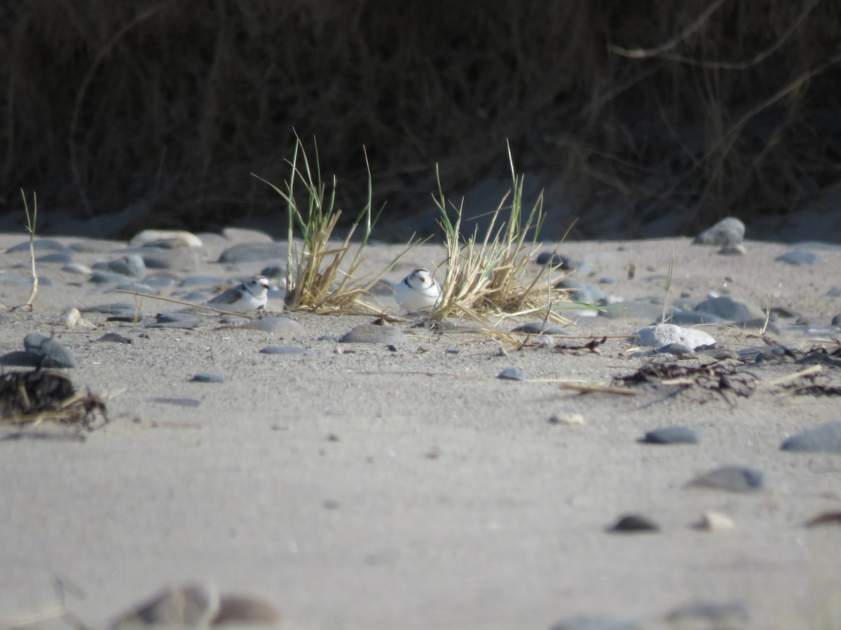 Piping Plover - ML617337043