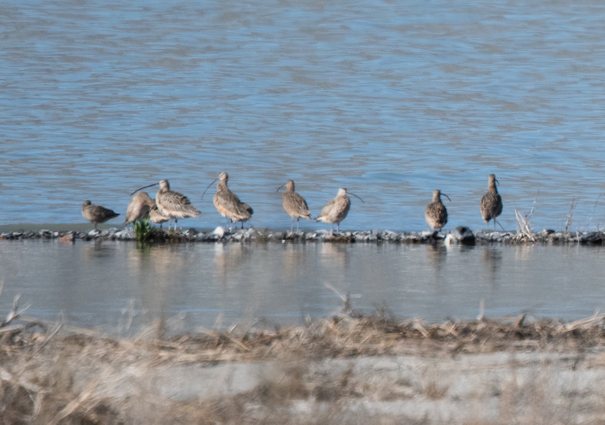 Long-billed Curlew - ML617337058