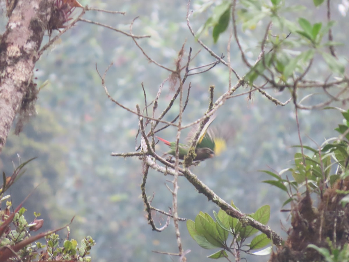 Brown-breasted Parakeet - ML617337093