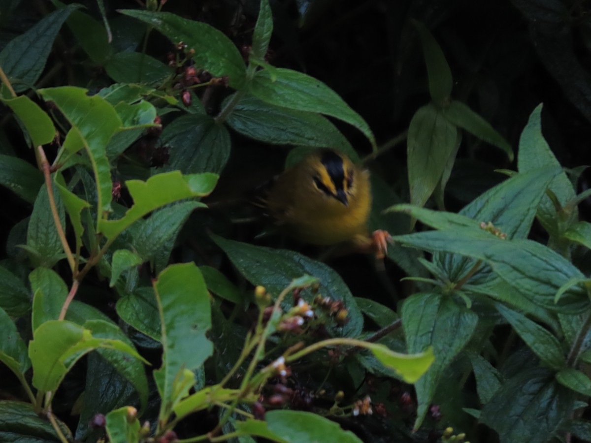 Black-crested Warbler - ML617337193