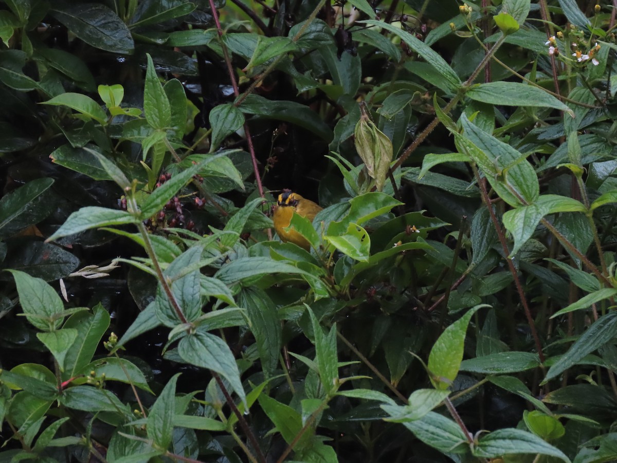 Black-crested Warbler - ML617337195